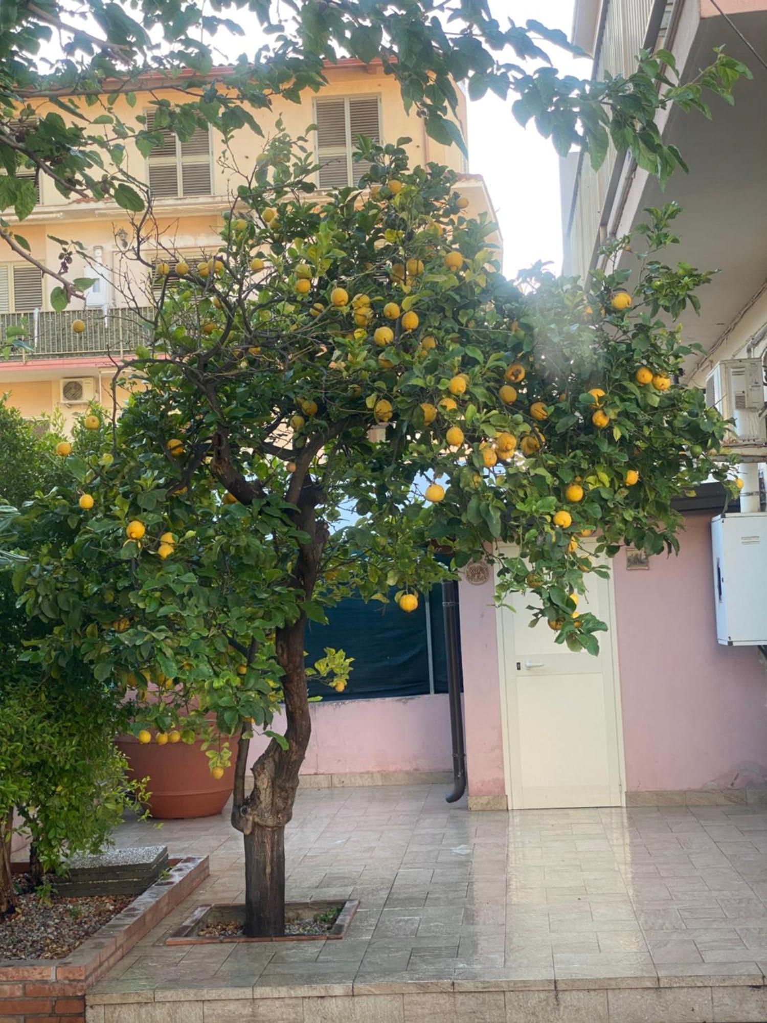 L'Albero Di Limoni Sul Mare Di Pizzo Villa Kültér fotó
